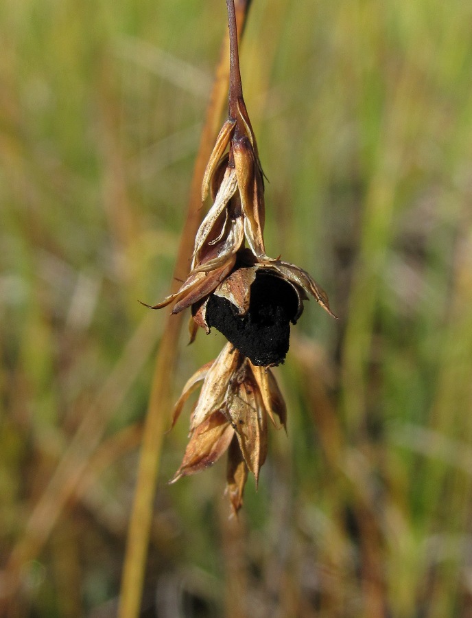Image of Carex limosa specimen.