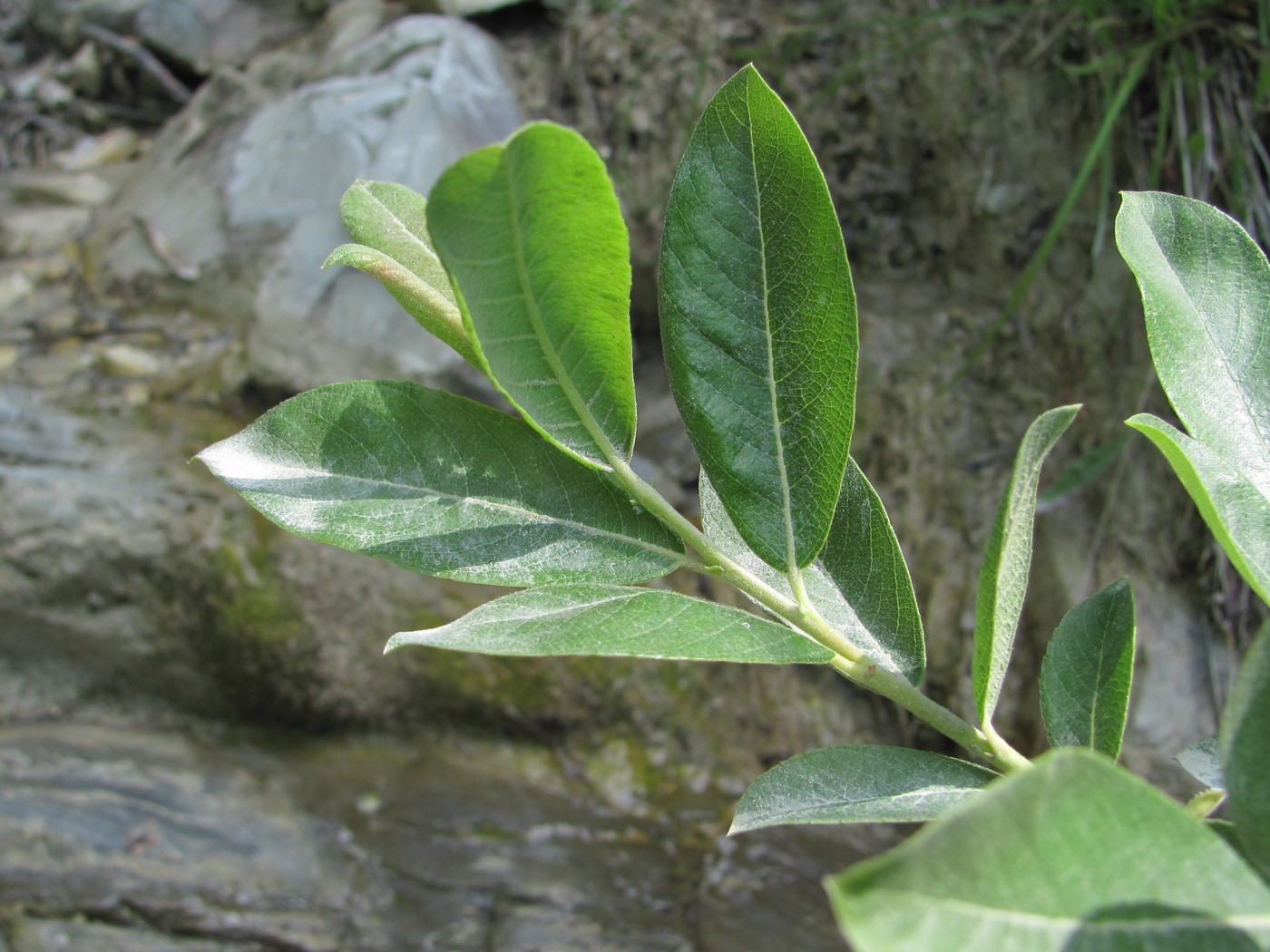 Изображение особи Salix cinerea.