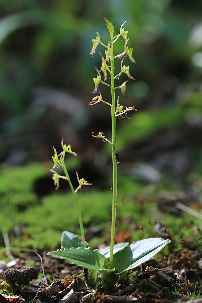 Image of Liparis krameri specimen.