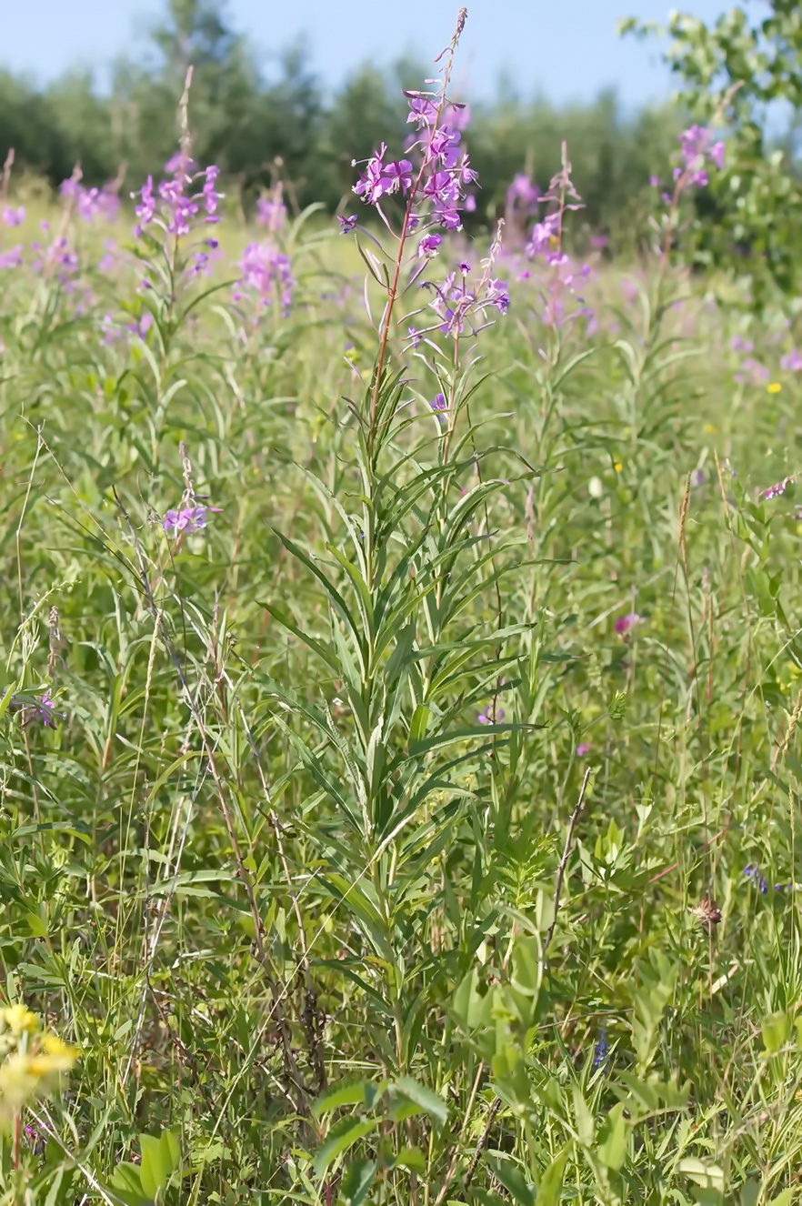 Image of Chamaenerion angustifolium specimen.