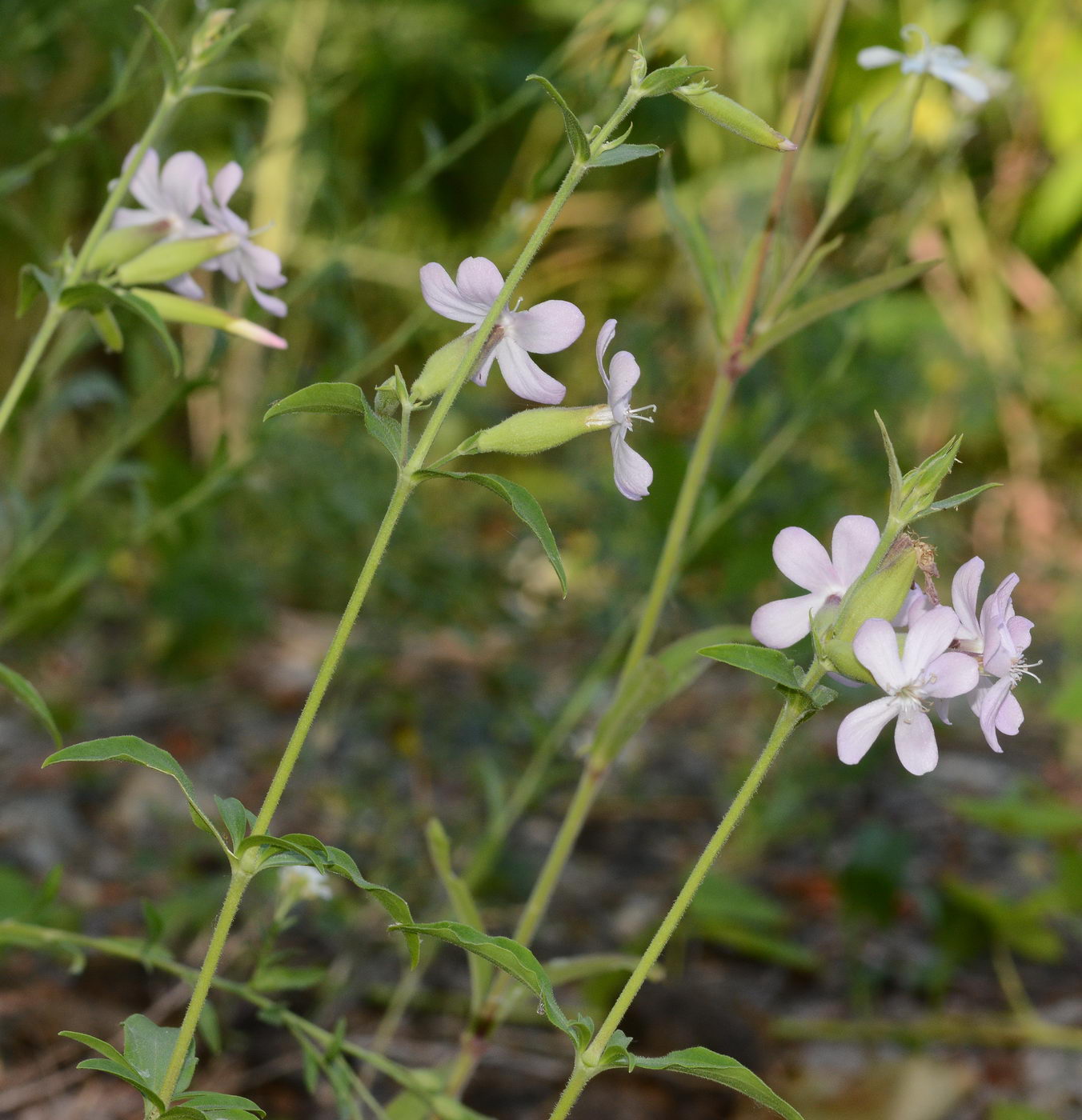 Image of Saponaria officinalis specimen.