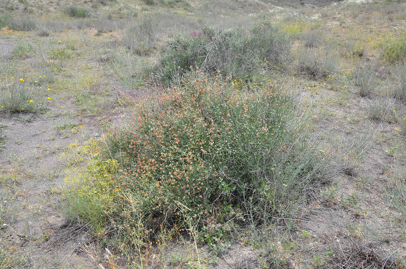 Изображение особи Calligonum polygonoides.