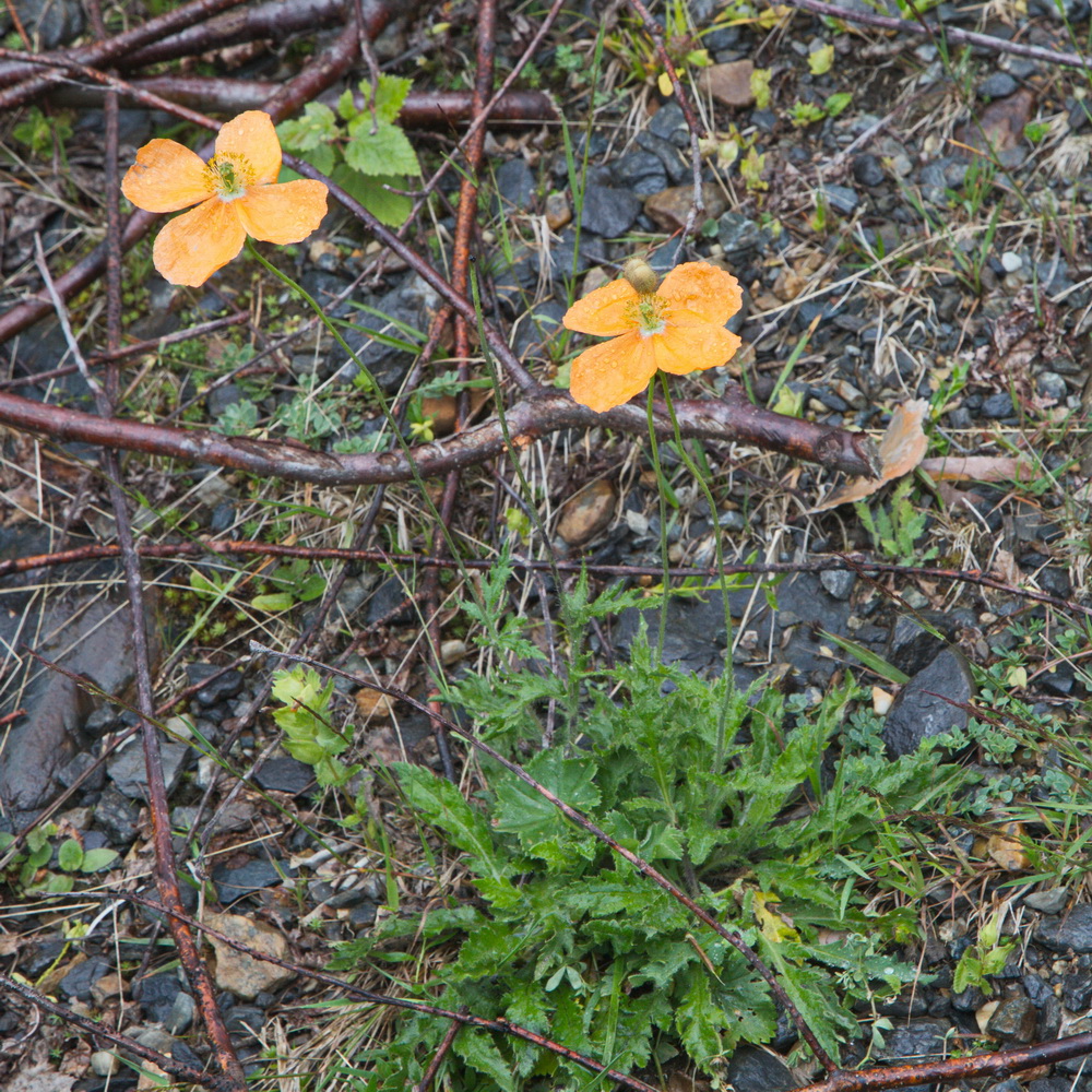 Image of Papaver oreophilum specimen.