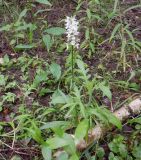 Dactylorhiza fuchsii