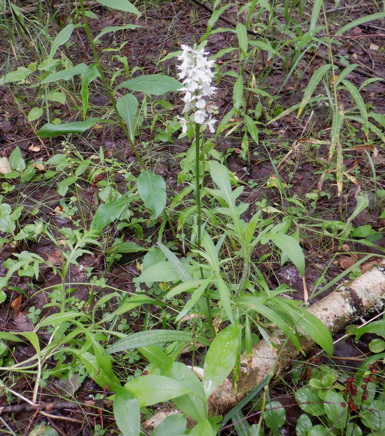 Image of Dactylorhiza fuchsii specimen.