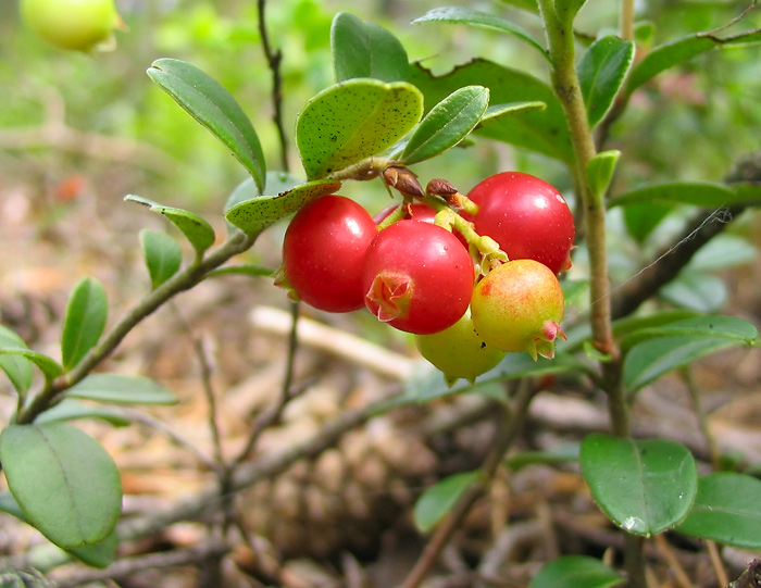Изображение особи Vaccinium vitis-idaea.