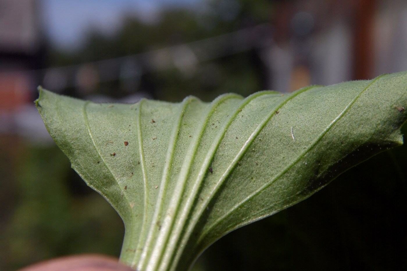 Изображение особи Plantago major.