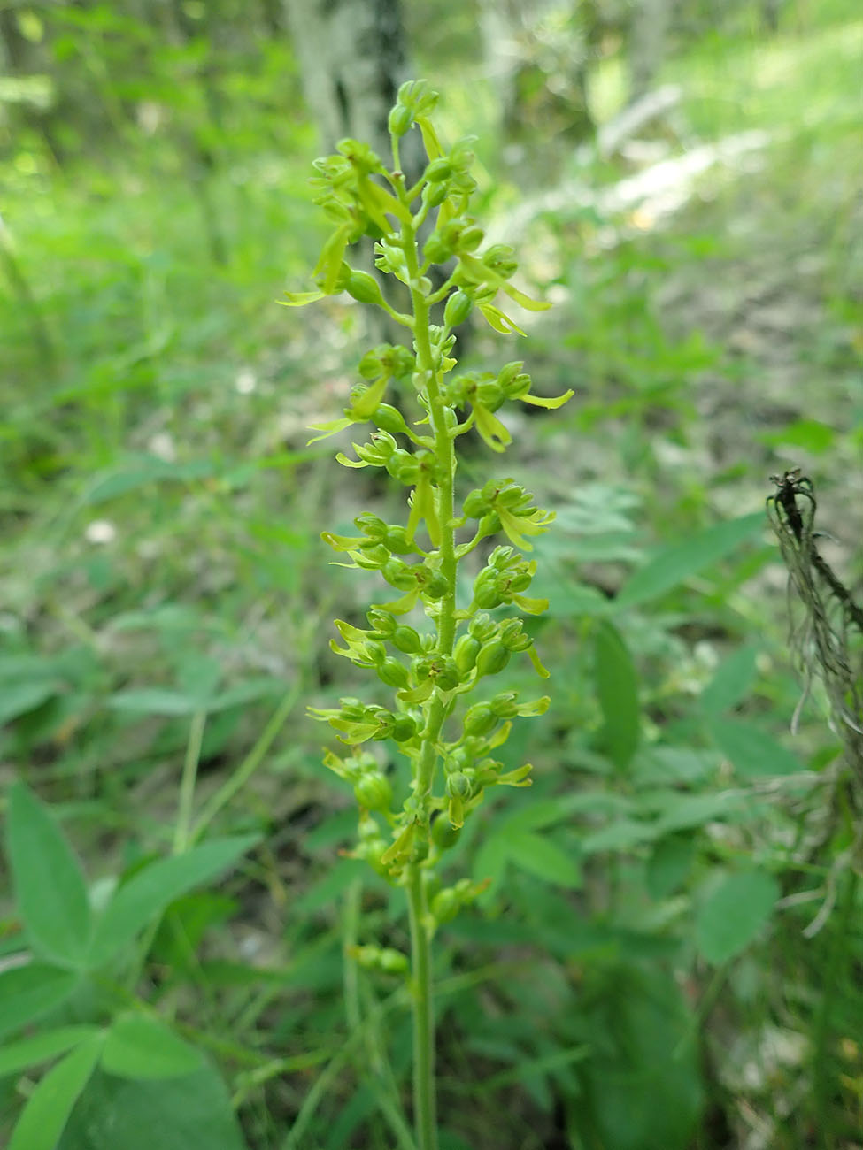 Изображение особи Listera ovata.