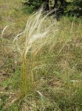 genus Stipa