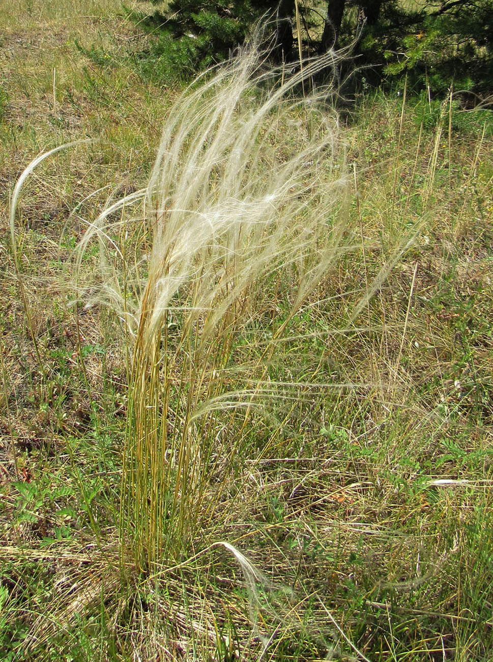 Изображение особи род Stipa.