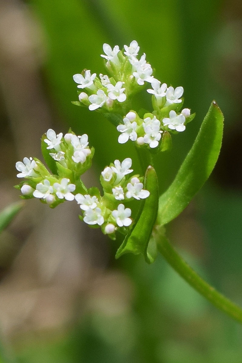 Изображение особи род Valerianella.