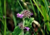 Clinopodium vulgare. Соцветие и лист. Смоленская обл., Смоленский р-н, дер. Флёново, луг. 16.08.2020.