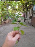 Solanum nigrum