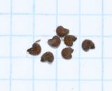 Sida poeppigiana