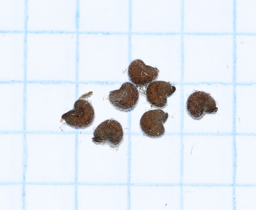 Image of Sida poeppigiana specimen.
