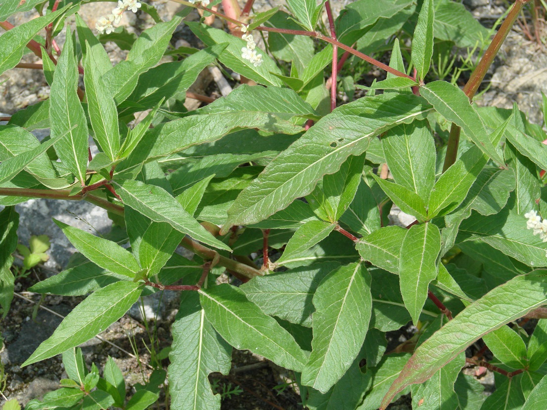 Изображение особи Aconogonon alpinum.