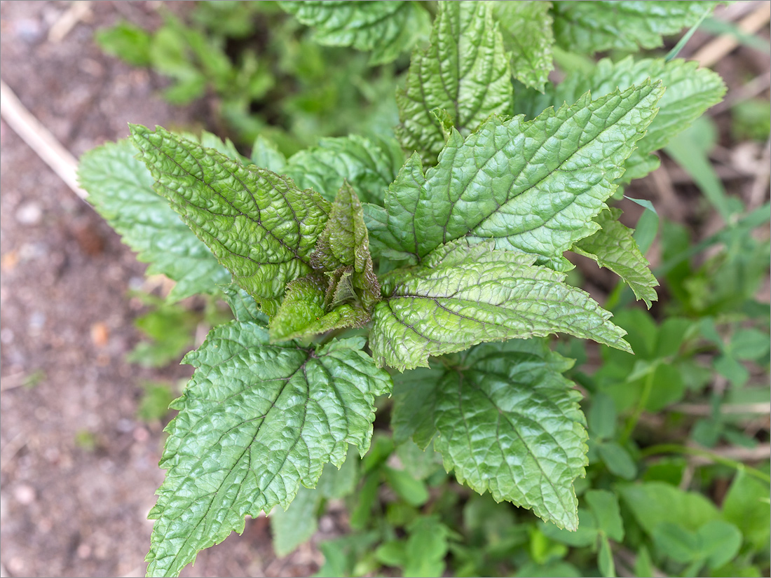 Изображение особи Scrophularia nodosa.