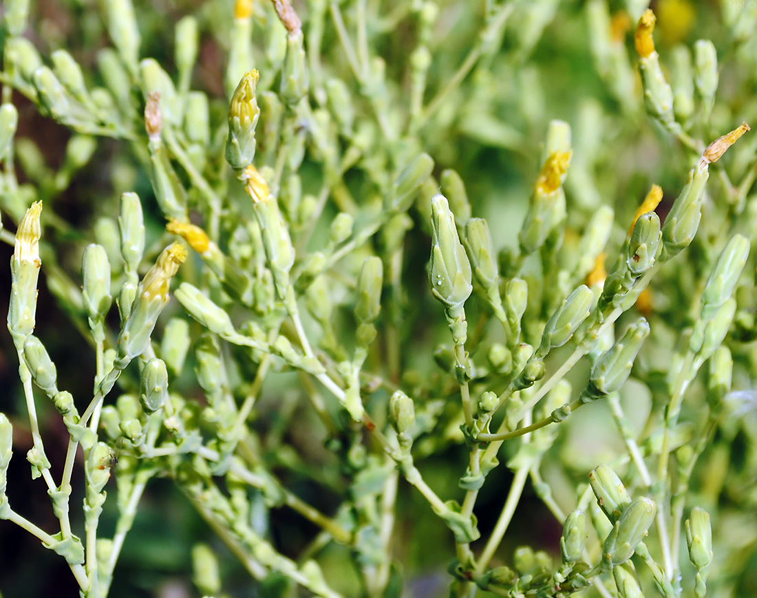 Image of Lactuca sativa specimen.