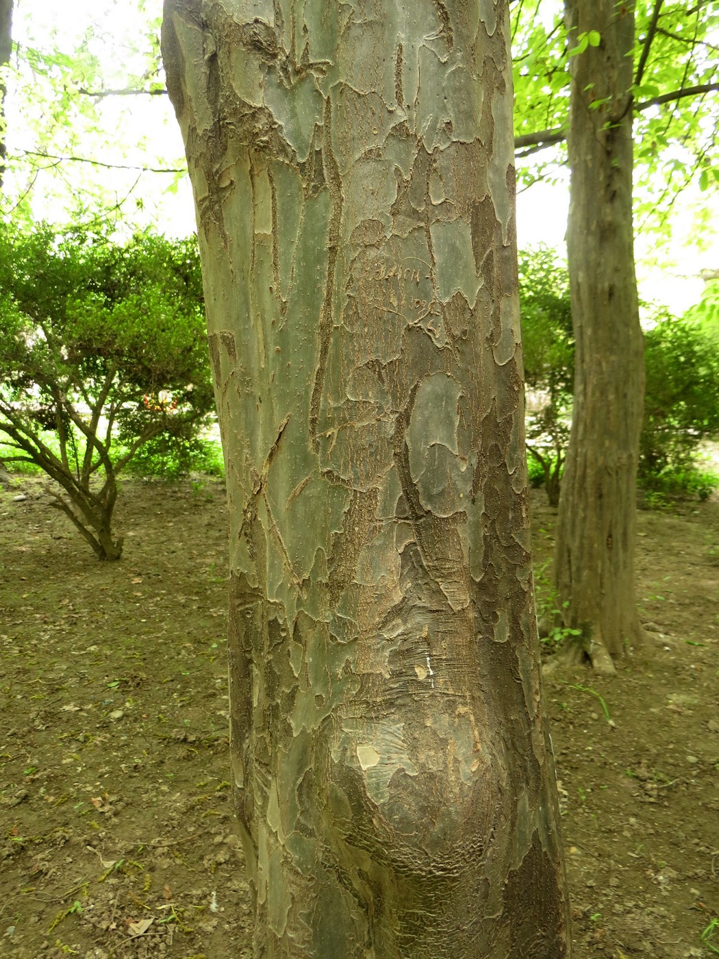 Изображение особи Parrotia persica.