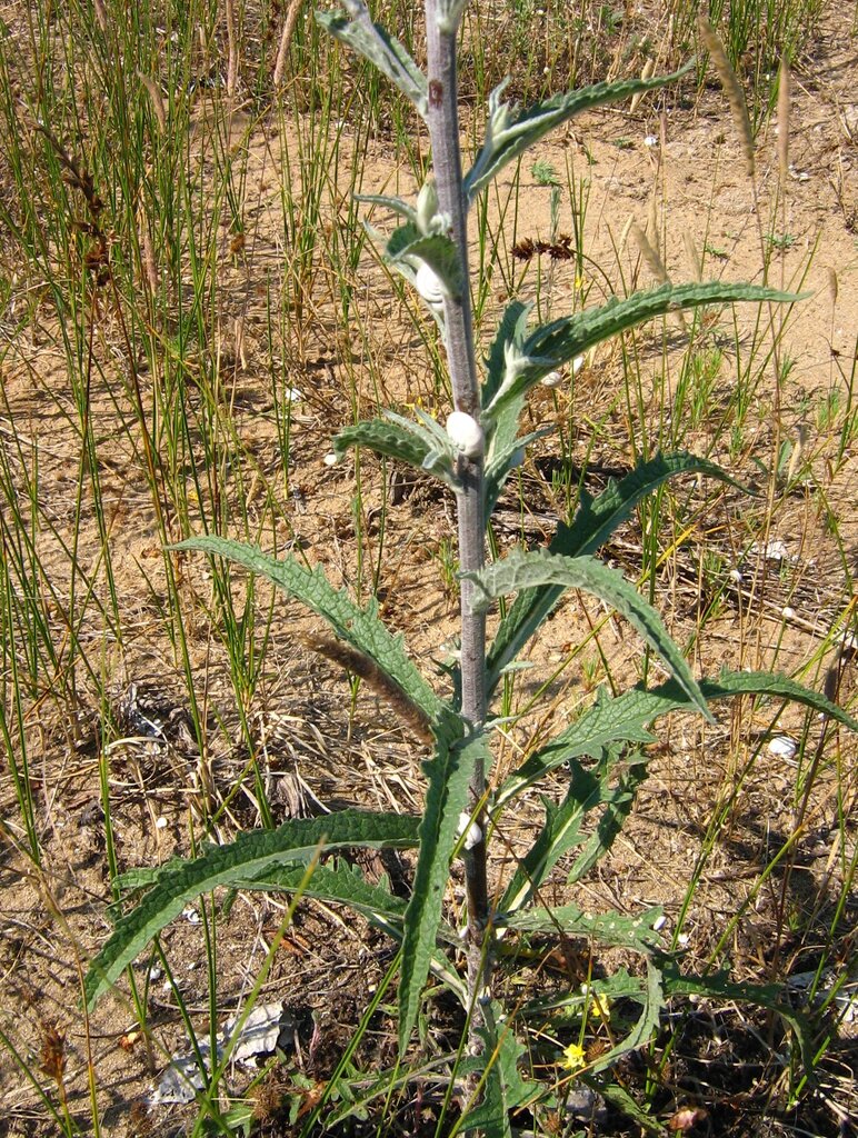 Image of Verbascum purpureum specimen.