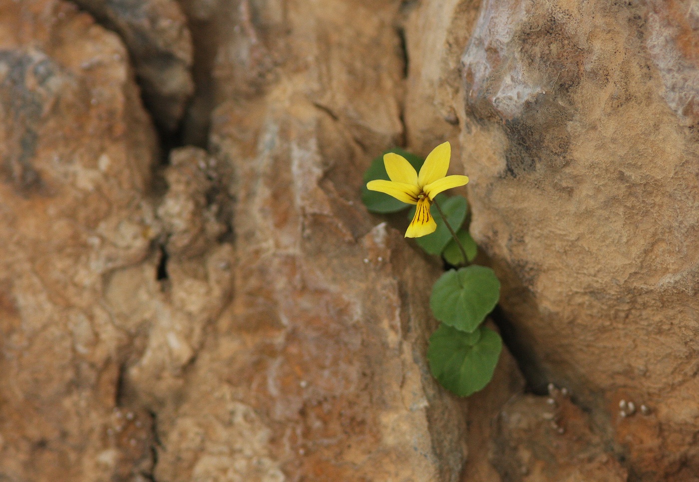 Image of Viola biflora specimen.