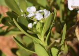 Iberis sempervirens. Верхушка побега с распускающимся соцветием. Испания, автономное сообщество Каталония, провинция Жирона, комарка Баш-Эмпорда, муниципалитет Палафружель, ботанический сад \"Кап-Роч\". 24.11.2020.