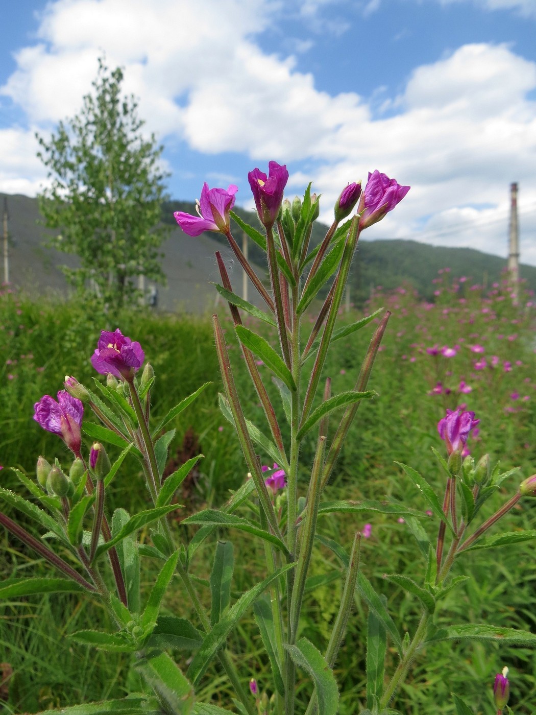 Изображение особи Epilobium hirsutum.