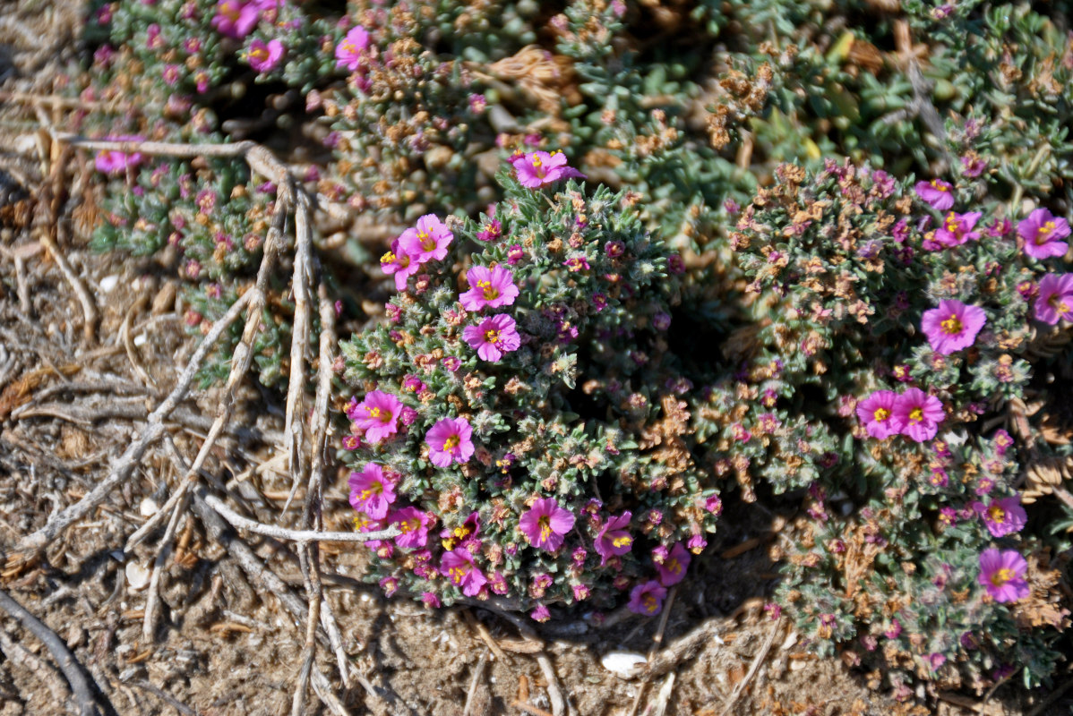 Image of Frankenia hirsuta specimen.