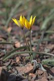 Tulipa australis. Цветущие растения. Южный Берег Крыма, северный склон горы Аюдаг. 18.04.2021.