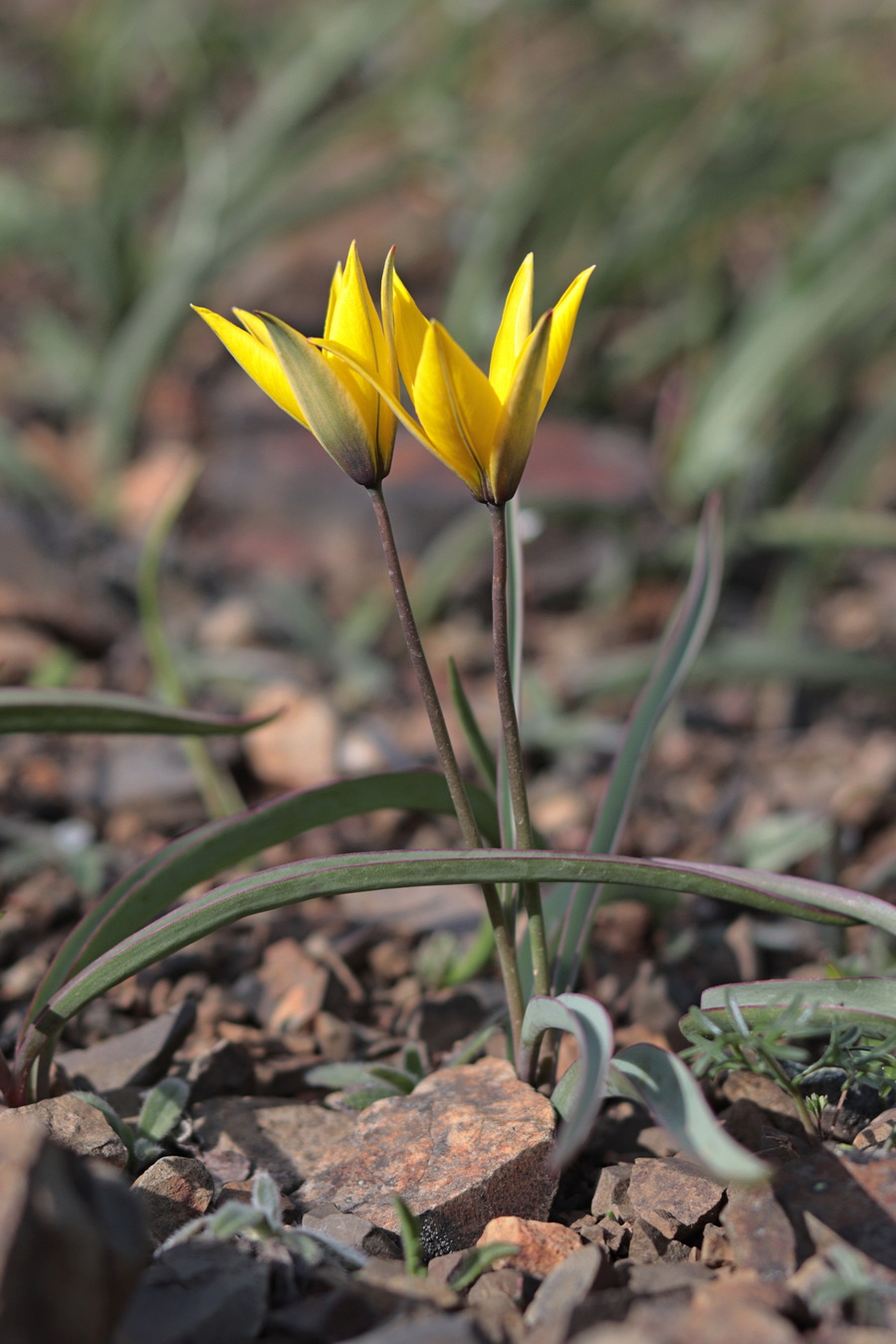 Image of Tulipa australis specimen.