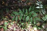 Lathyrus vernus