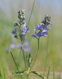 Veronica prostrata