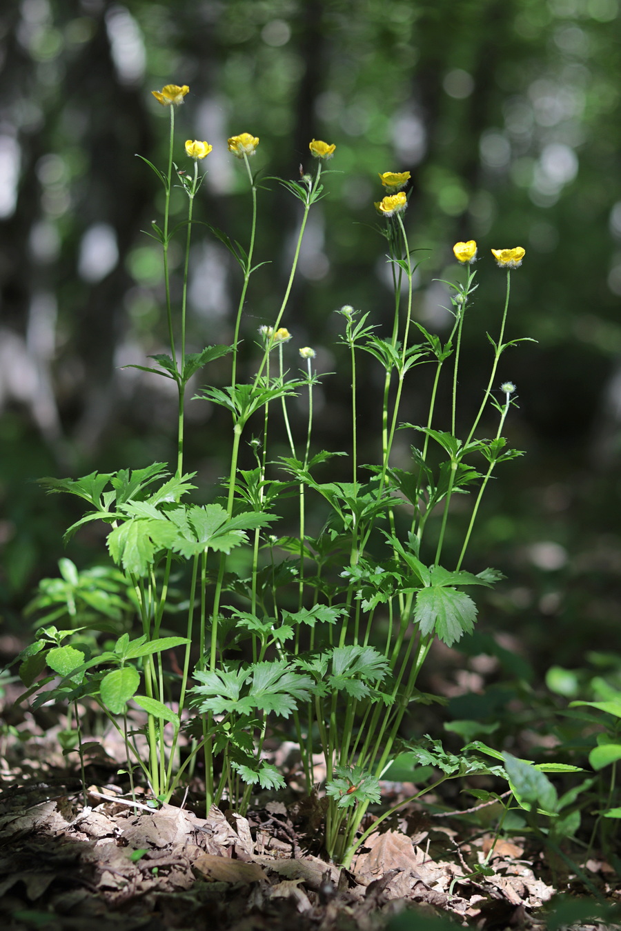 Image of Ranunculus caucasicus specimen.