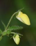 Calceolaria tripartita