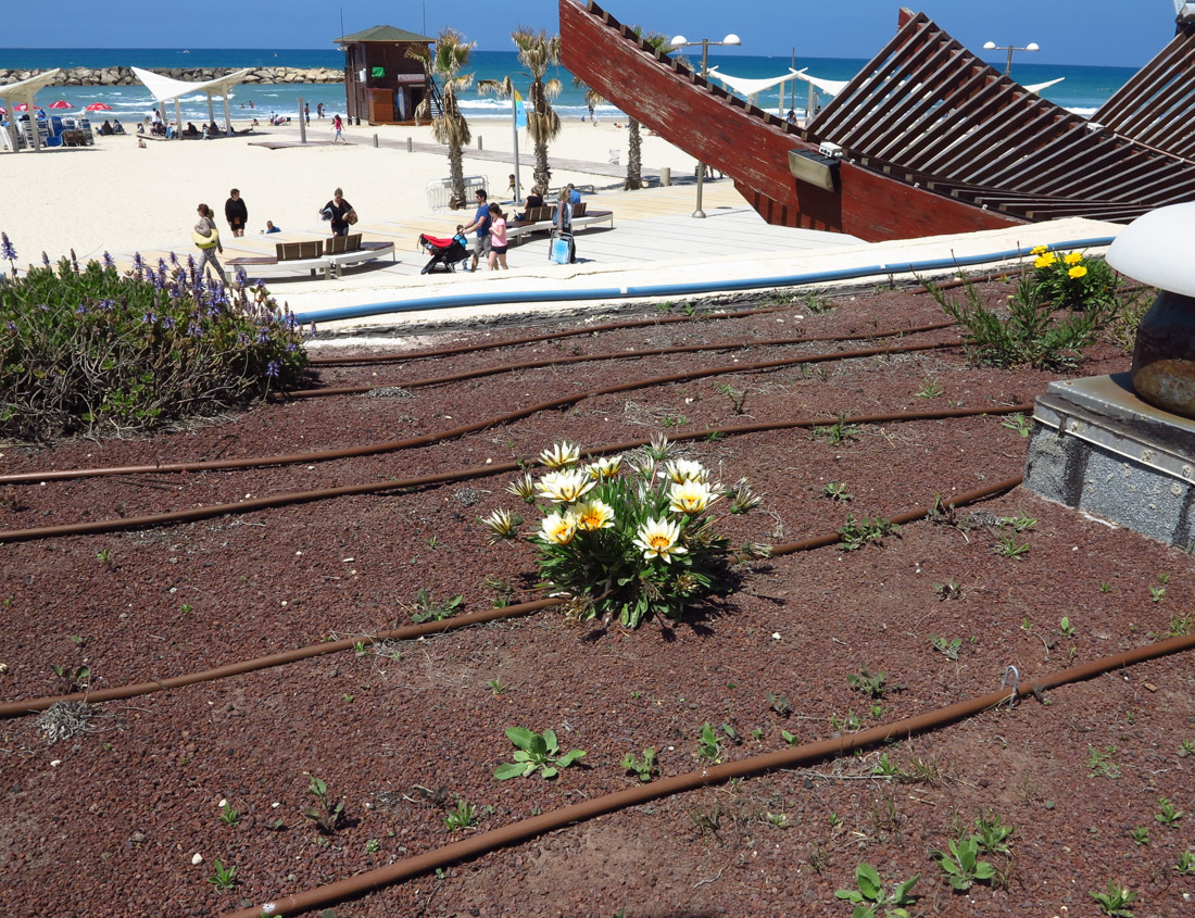 Image of Gazania &times; hybrida specimen.