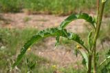 Rumex crispus