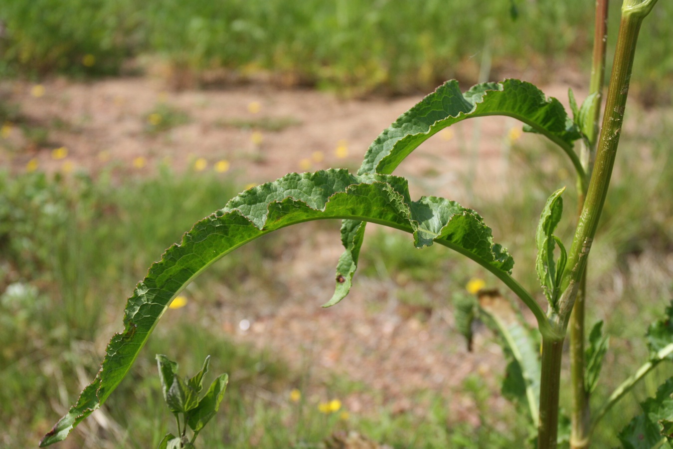 Изображение особи Rumex crispus.