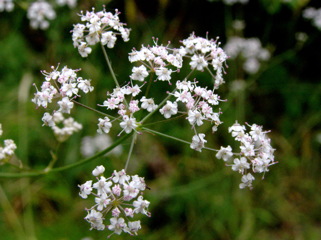 Image of Elaeosticta ugamica specimen.