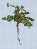 Crepis aculeata. Извлечённое из субстрата цветущее растение. Израиль, Шарон, г. Герцлия, высокий берег Средиземного моря, ок. 1 км севернее пос. Ноф Ям, закреплённые пески. 03.04.2019.