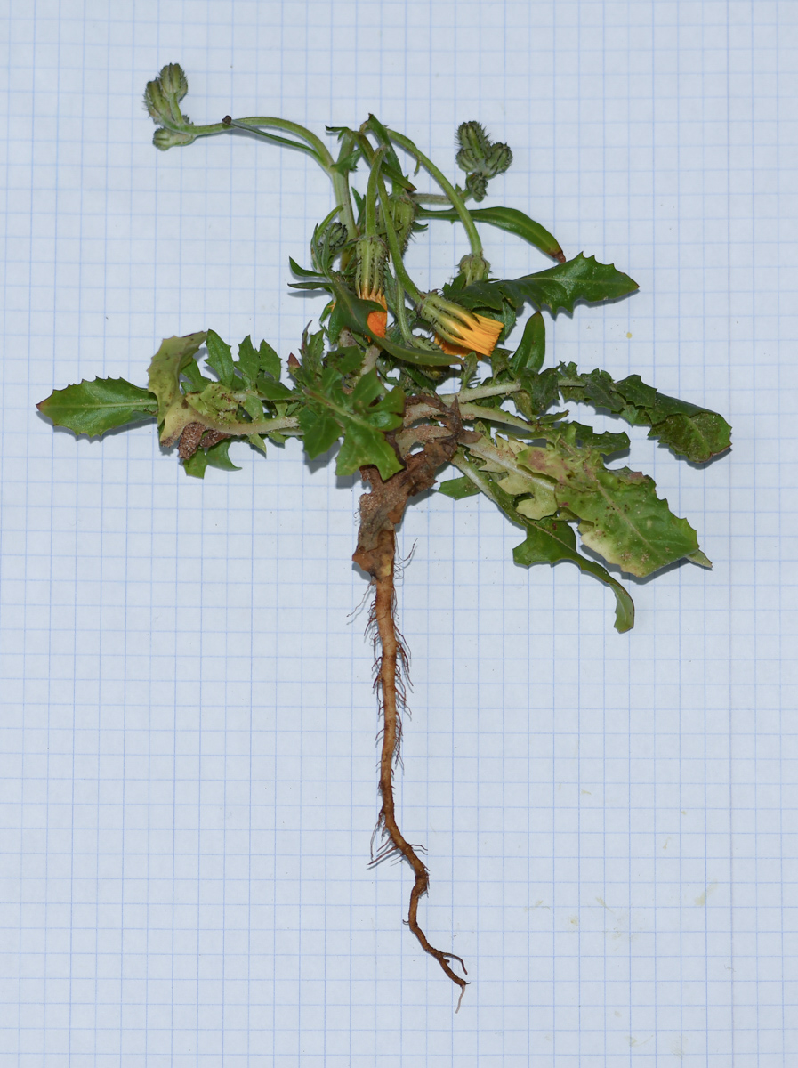 Image of Crepis aculeata specimen.