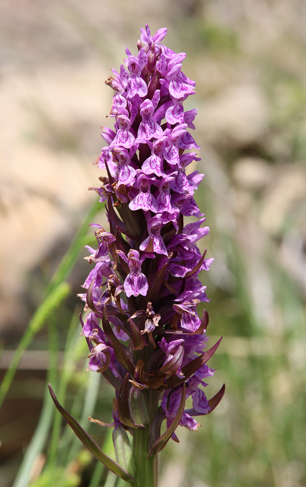 Изображение особи Dactylorhiza incarnata.