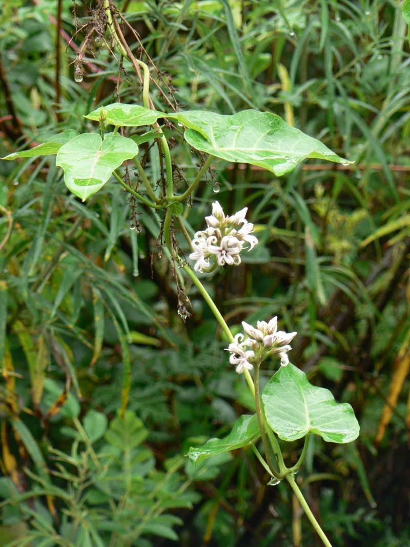 Image of Metaplexis japonica specimen.