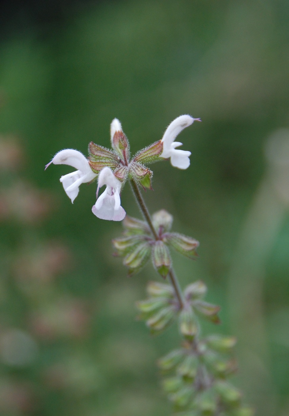 Image of Salvia transcaucasica specimen.