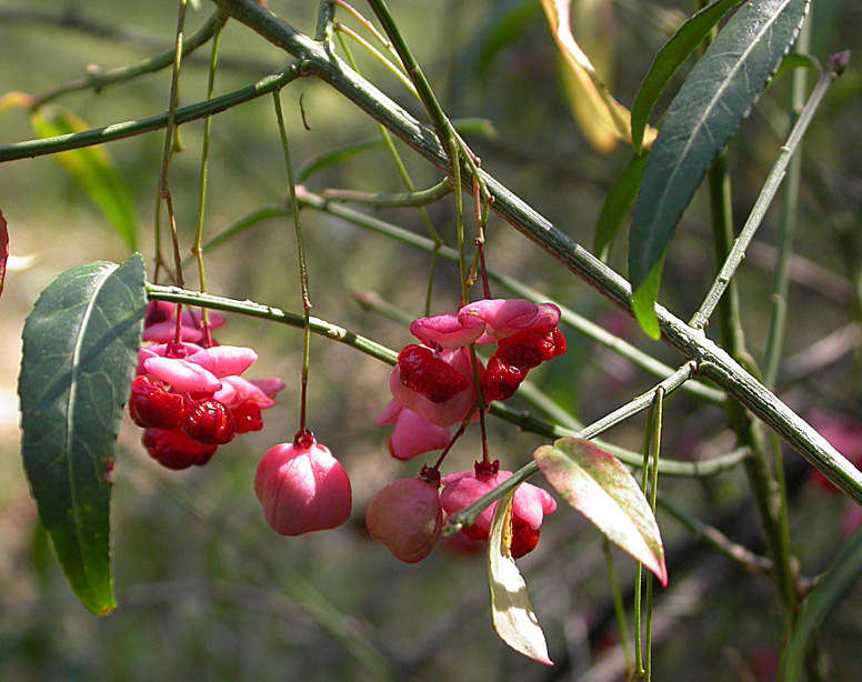 Image of Euonymus semenovii specimen.