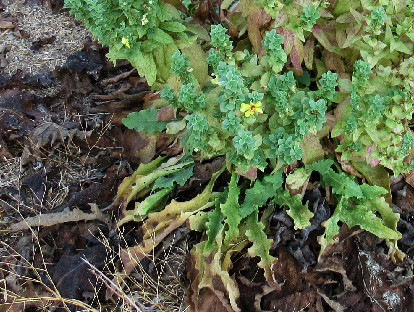 Image of genus Verbascum specimen.