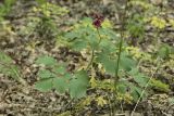 Paeonia daurica