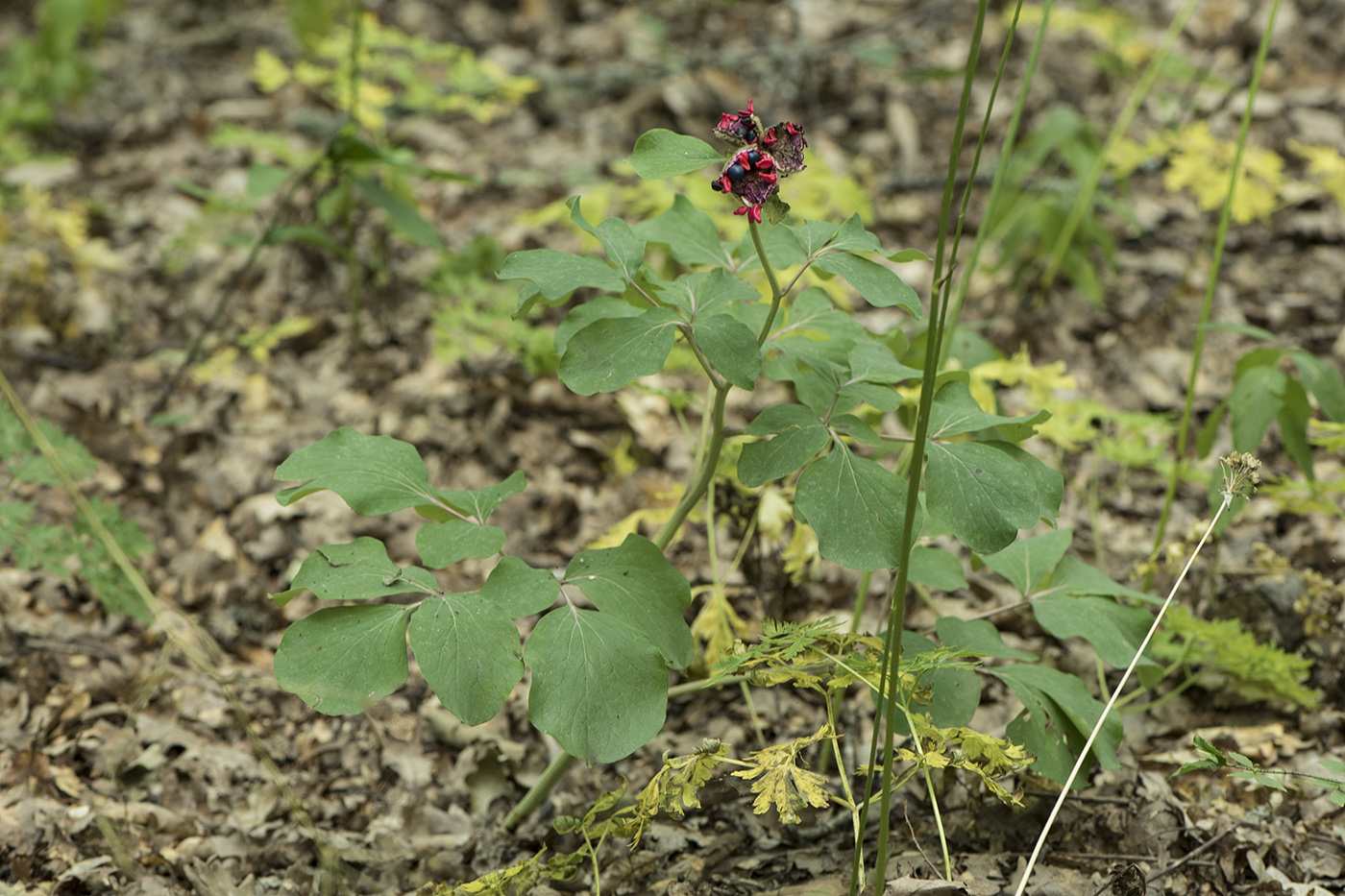 Image of Paeonia daurica specimen.