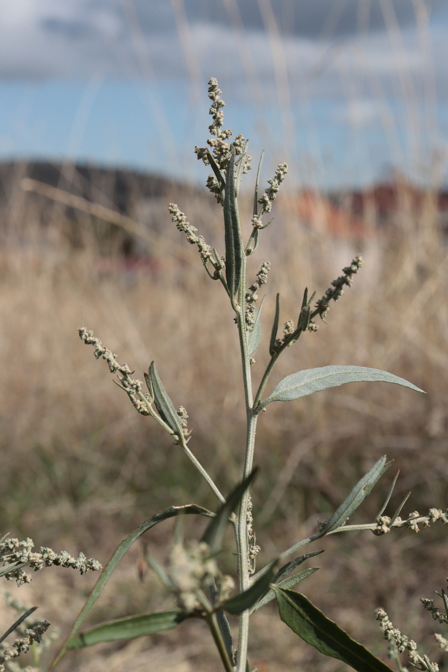 Изображение особи Atriplex oblongifolia.