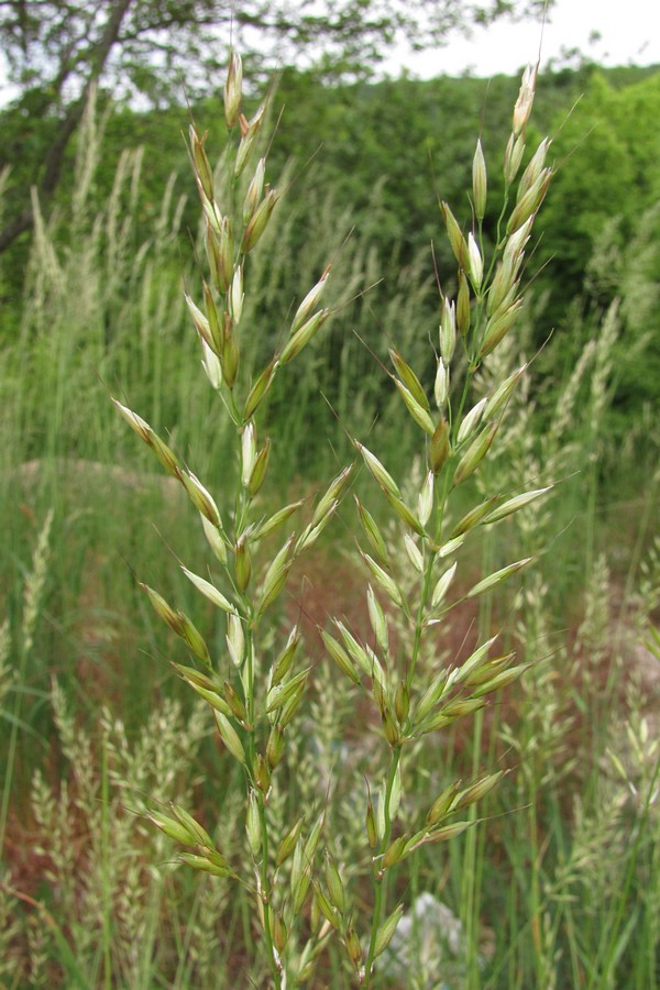 Image of Arrhenatherum elatius specimen.