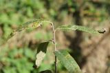 Salix gmelinii